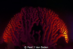 Gorgeous Gorgonian
Sinuous sea fan common in the sea of ... by Peet J Van Eeden 